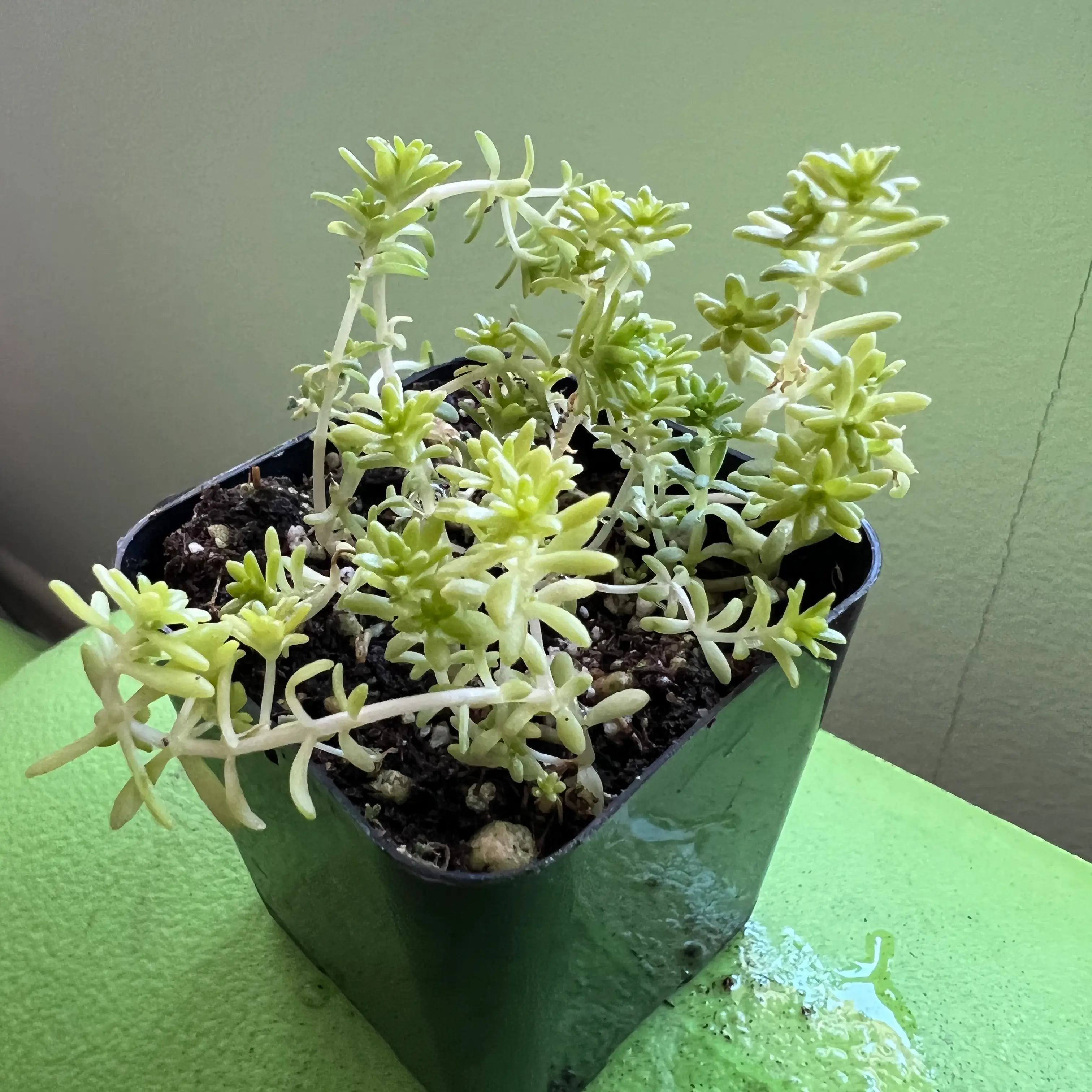 Potted Tokyo Sun Stonecrop plant with visible soil, well-framed and in focus.