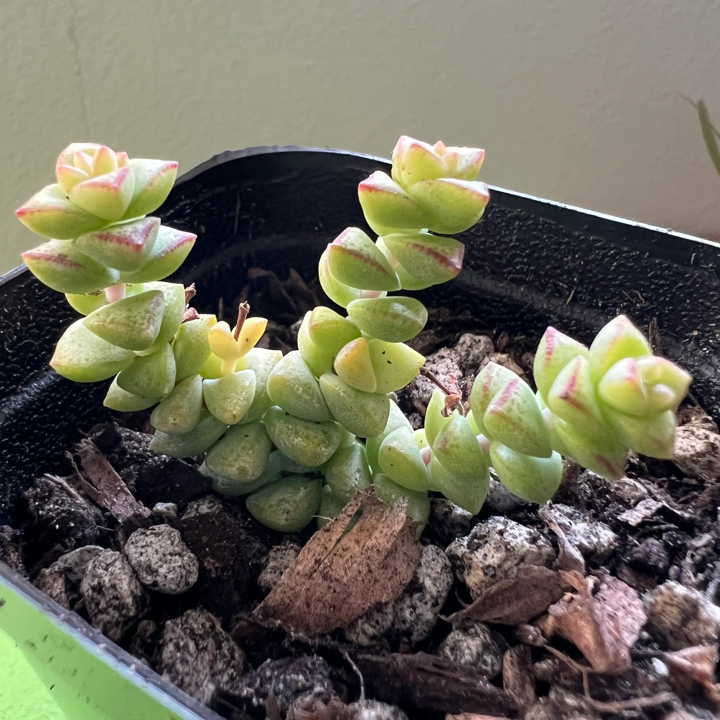 Crassula rupestris plant in a pot with visible soil, healthy green leaves with reddish edges.