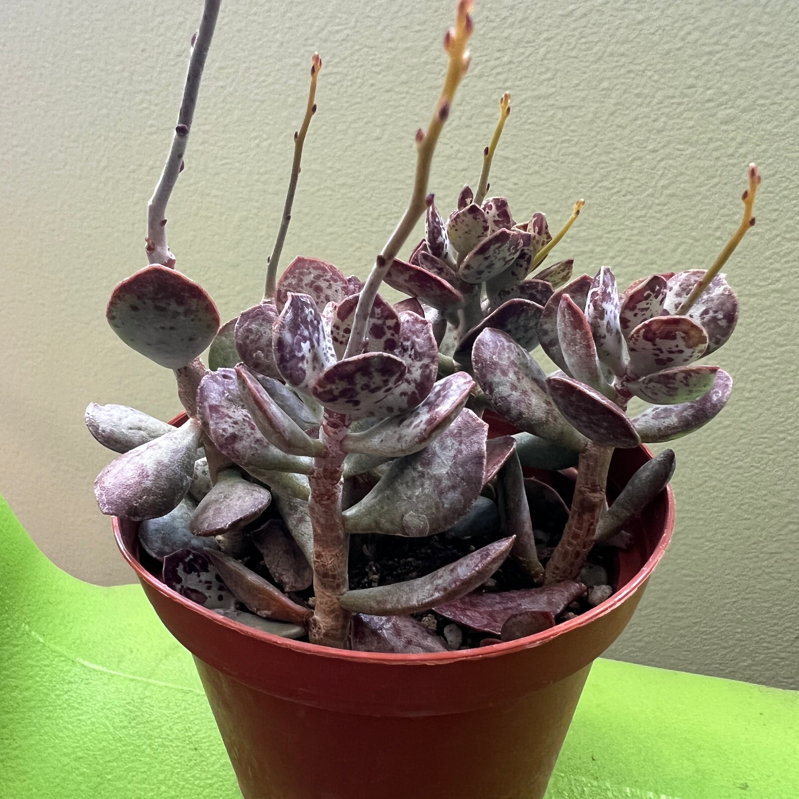 Photo of the plant species Adromischus trigynus by @jr named 564 tirtouga on Greg, the plant care app