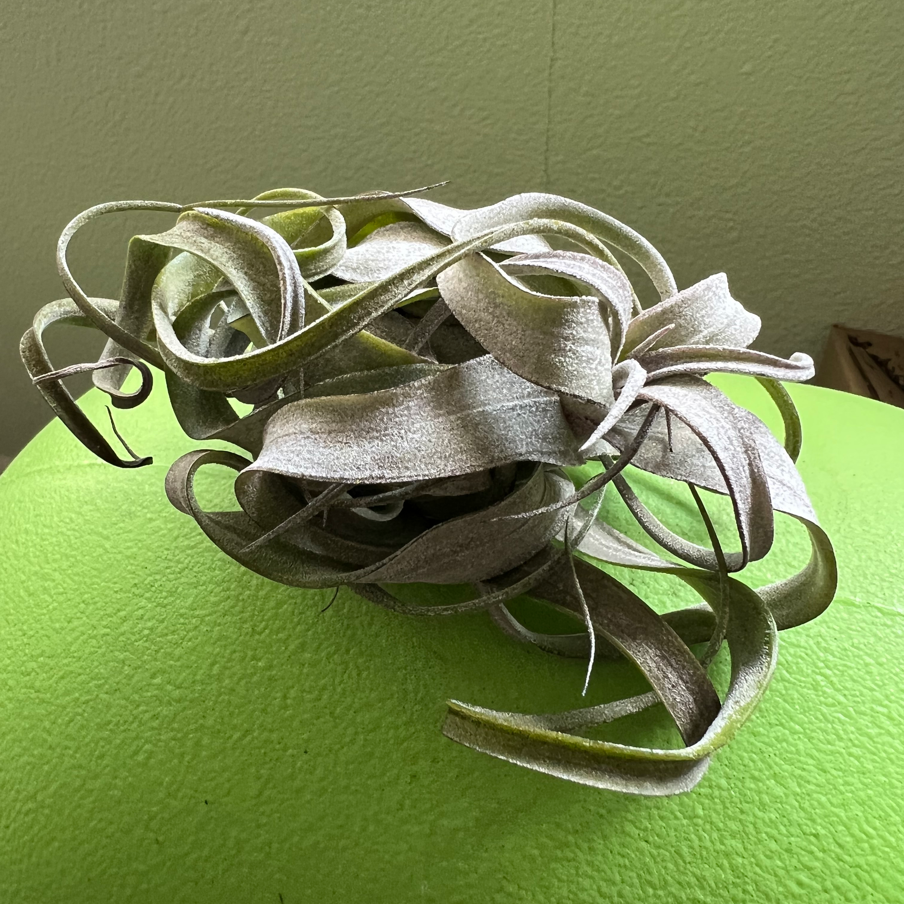 Shirley Temple Air Plant with curly green leaves on a solid green surface.
