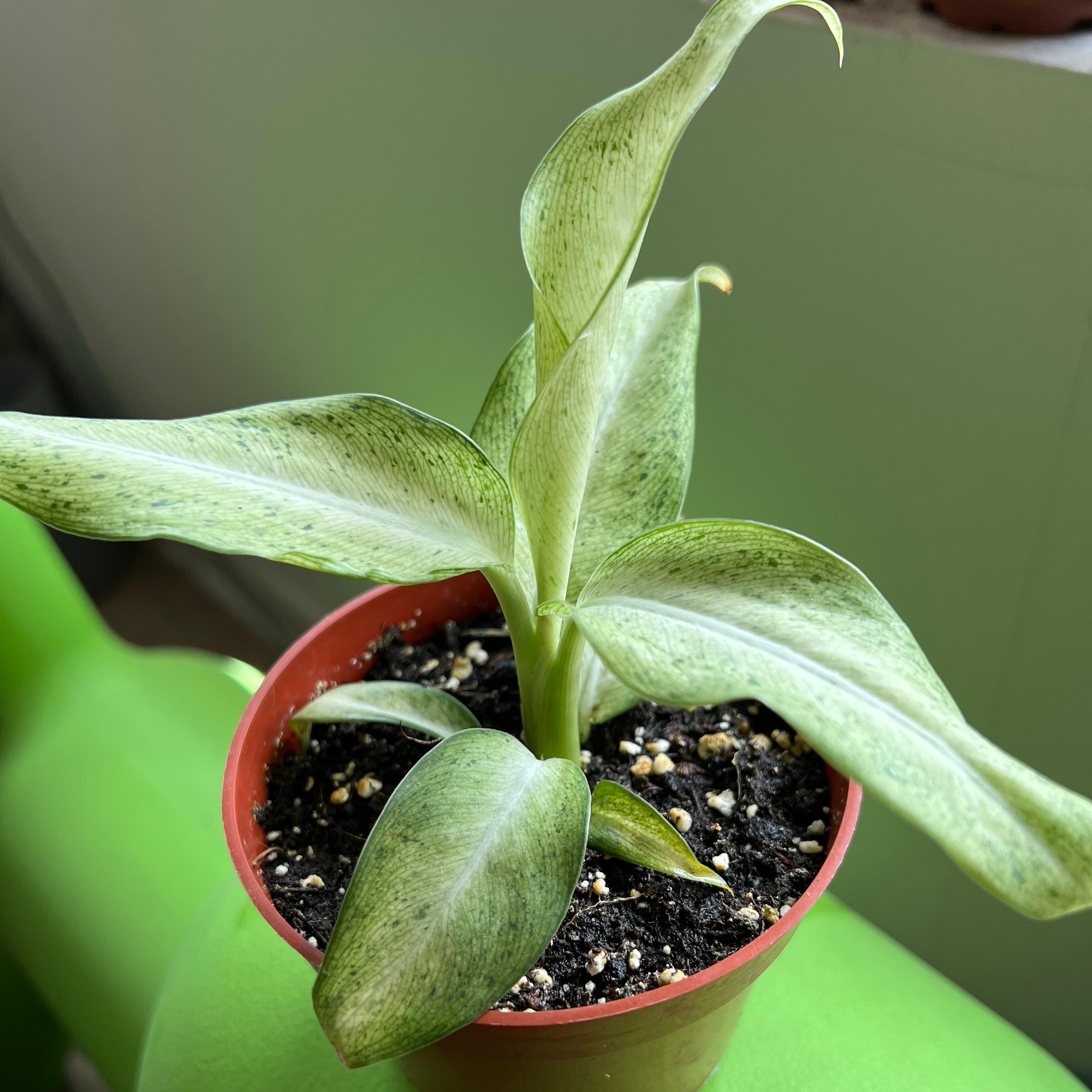 Dieffenbachia 'Memoria Corsii' plant in a small pot with visible soil, healthy leaves, and no visible flowers.