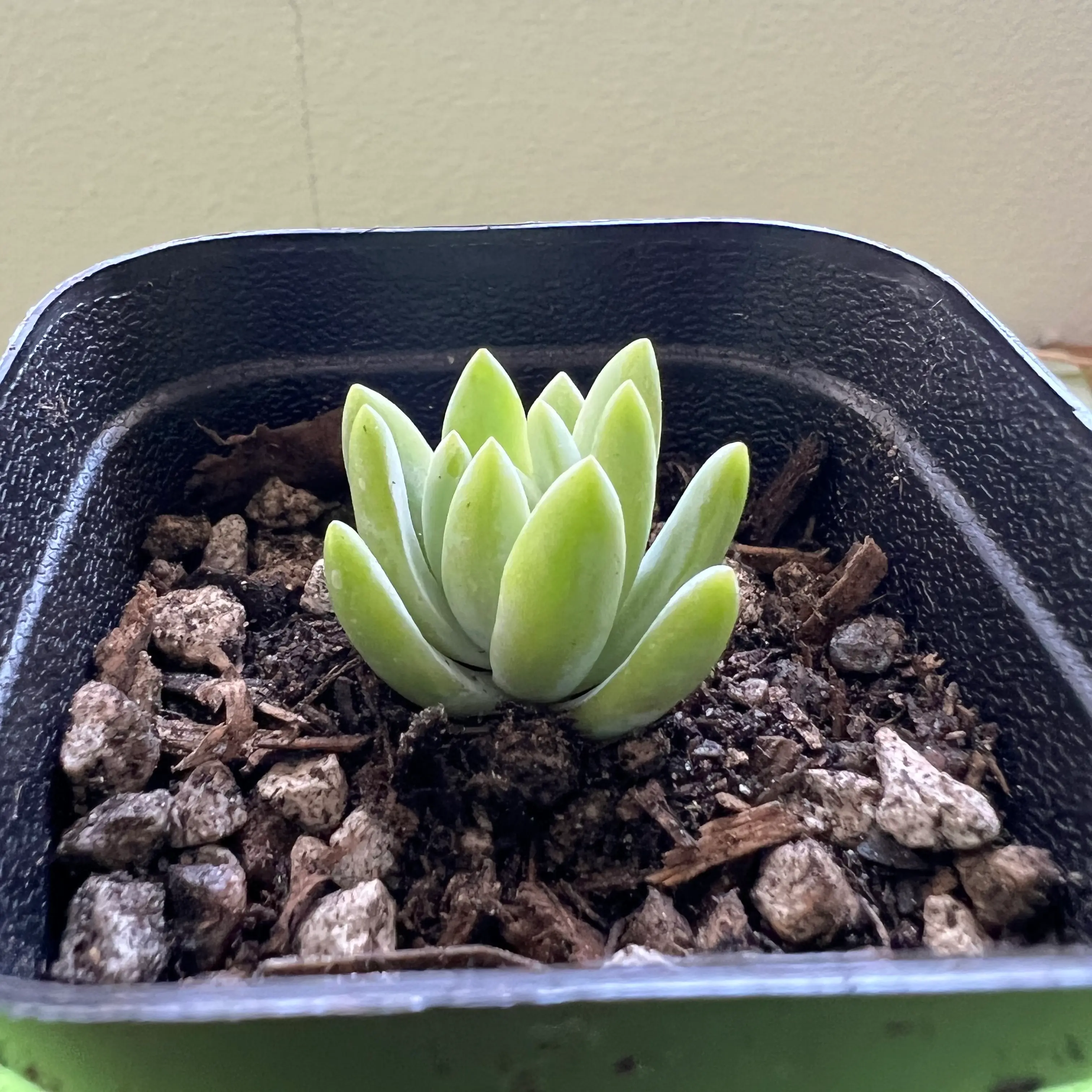 Pachyphytum hookeri succulent in a black pot with visible soil.