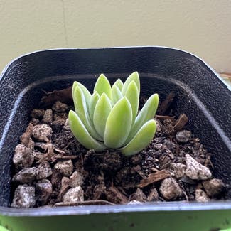 Pachyphytum hookeri plant in Somewhere on Earth