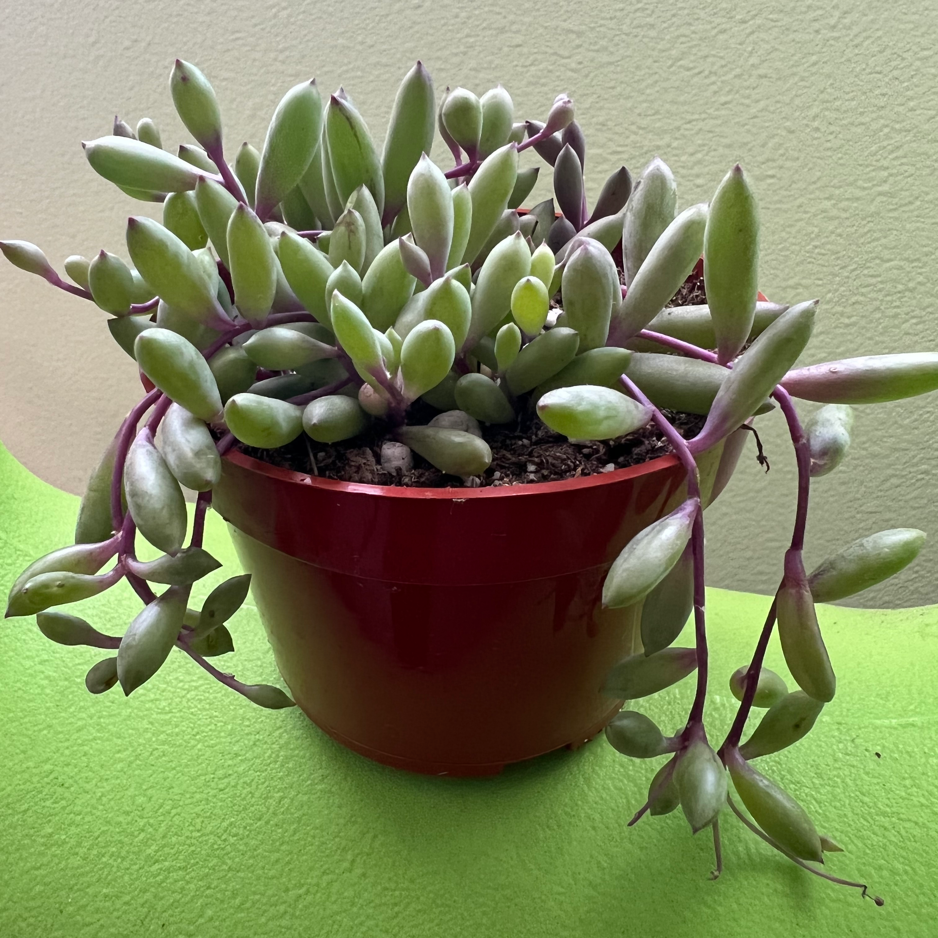 String of Rubies plant in a red pot, healthy and well-cared for.