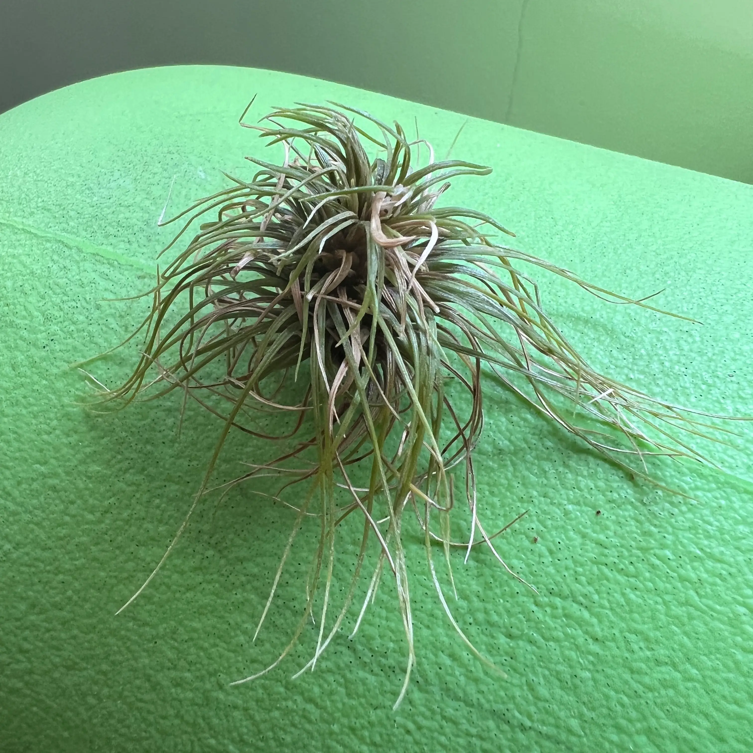 Tillandsia andreana plant on a green surface, appears healthy.