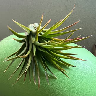 Ionantha Maxima plant in Somewhere on Earth