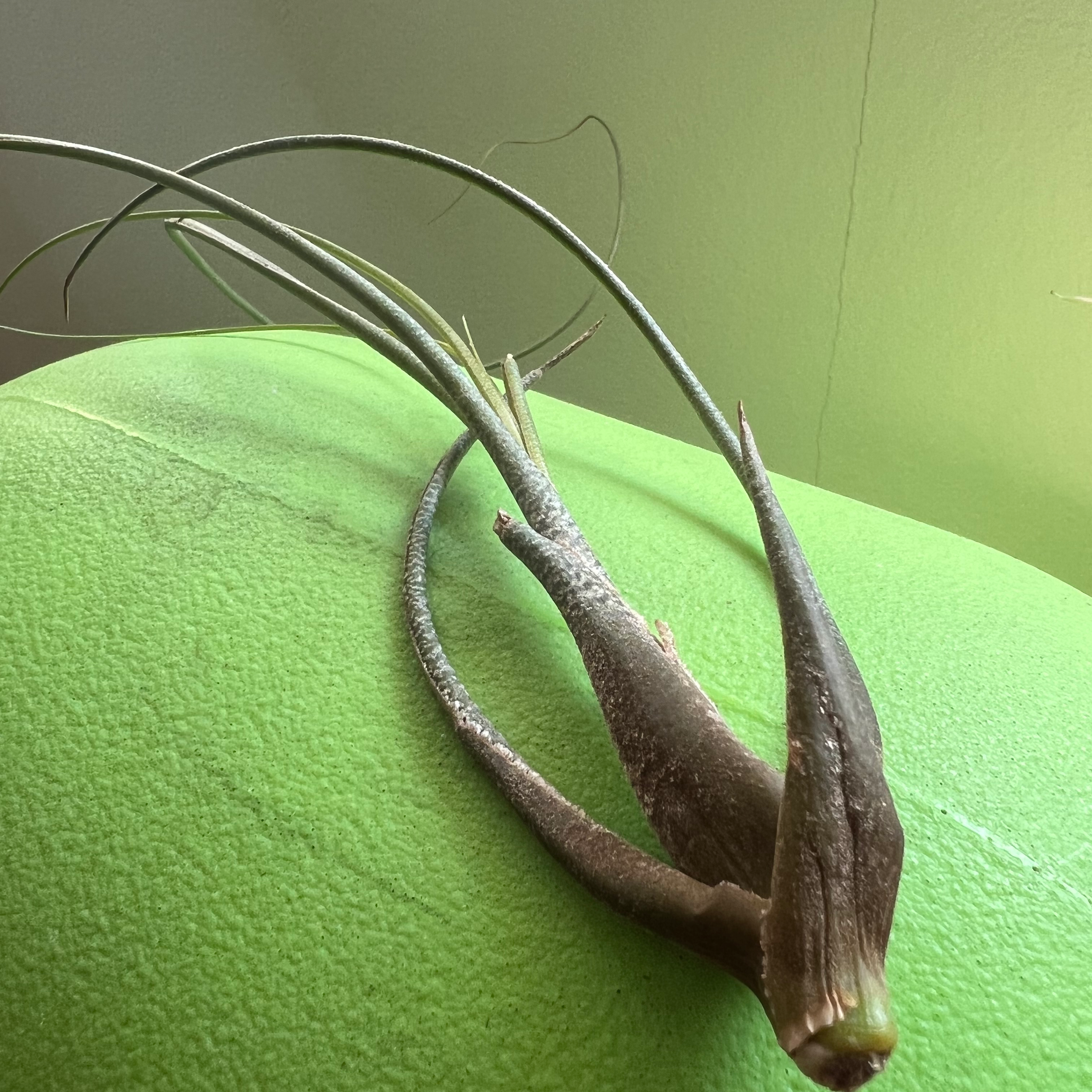 Tillandsia butzii plant with elongated leaves on a green surface.