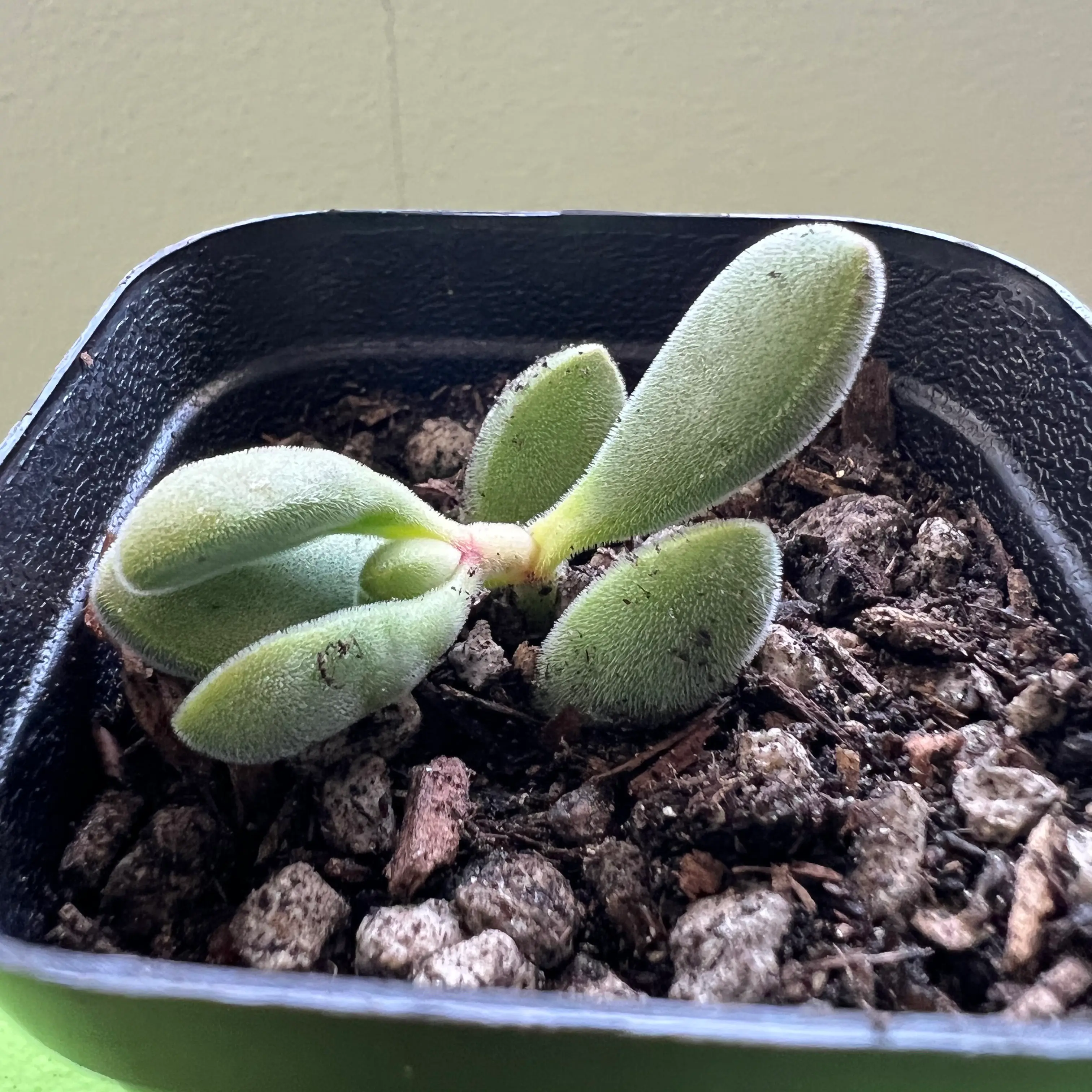 Crassula rogersii succulent plant in a black pot with visible soil.