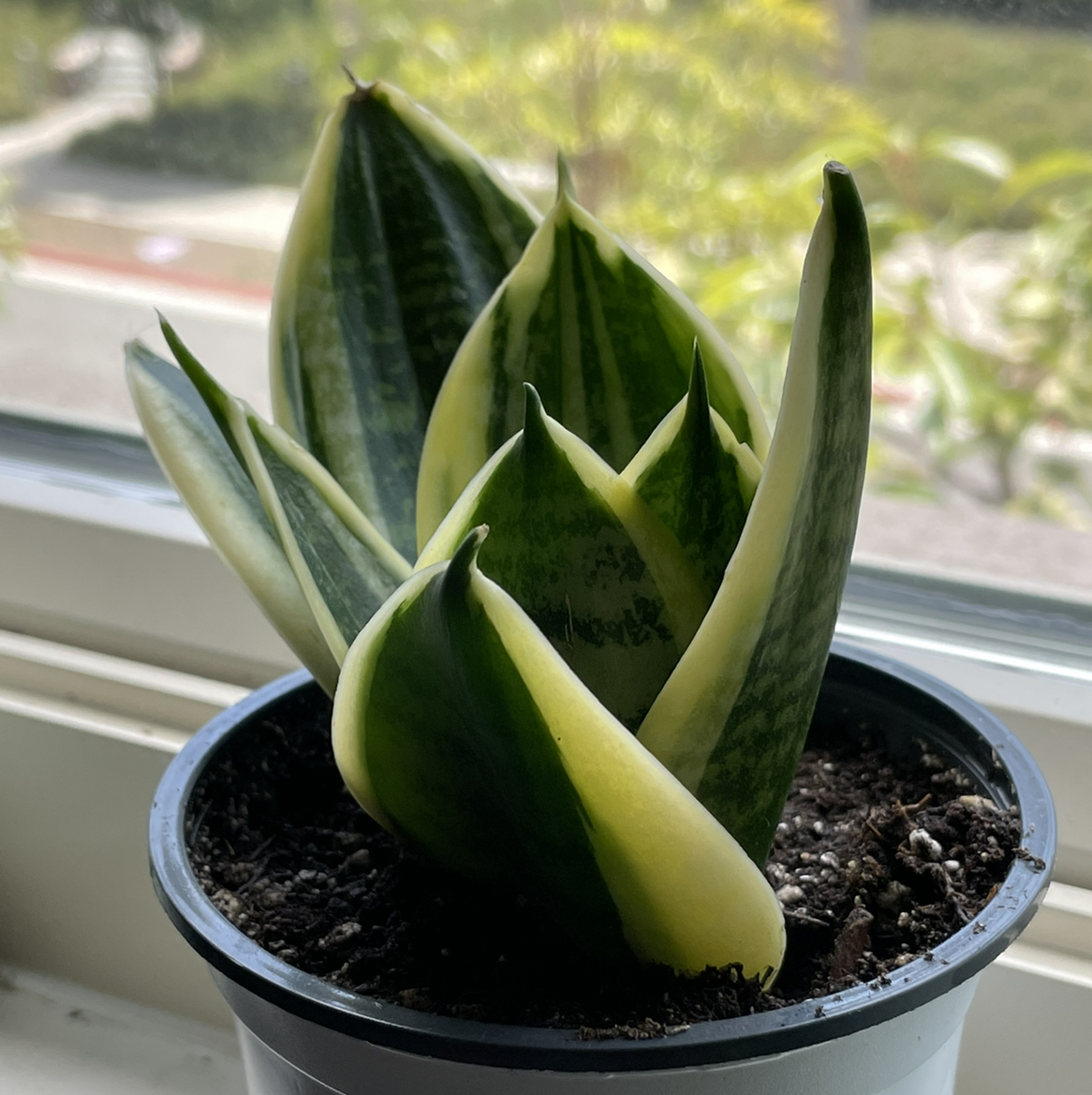 Photo of the plant species Black Gold Snake Plant by @jr named 475 gallade on Greg, the plant care app