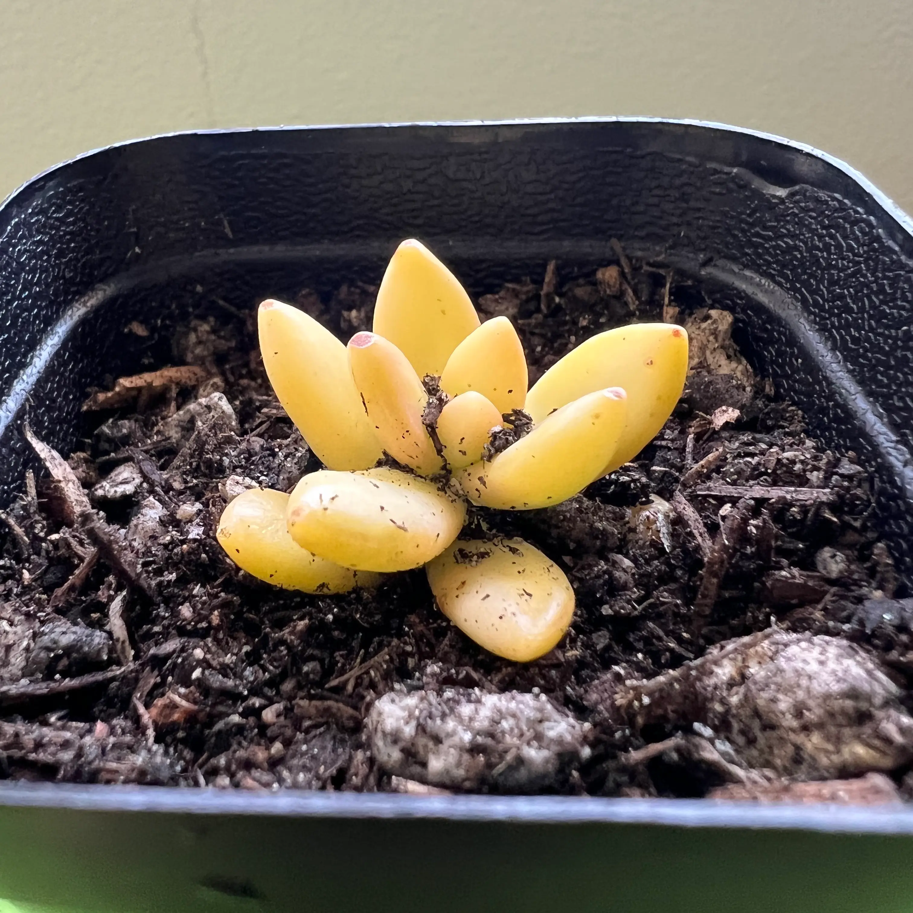 Sedum 'Firestorm' succulent in a black pot with visible soil and yellowish leaves.