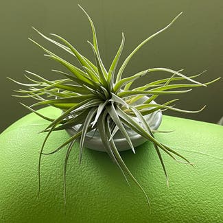 Tillandsia plagiotropica plant in Somewhere on Earth