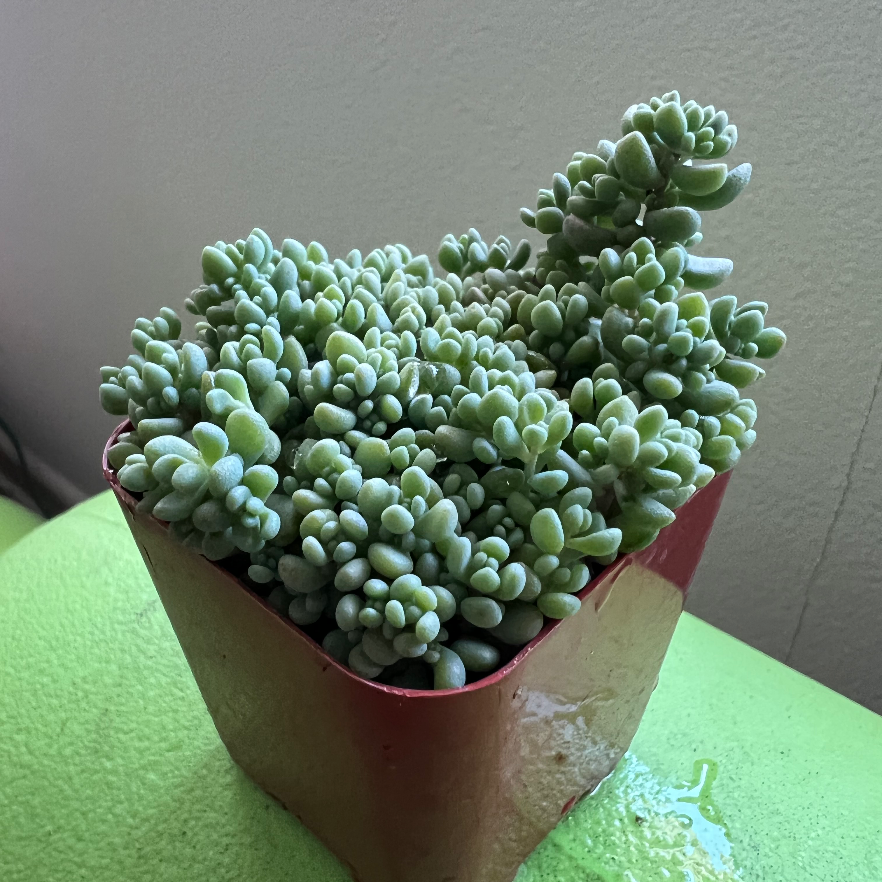Healthy Corsican Stonecrop plant in a small pot with vibrant, plump leaves.