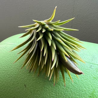 Ionantha Hand Grenade plant in Somewhere on Earth