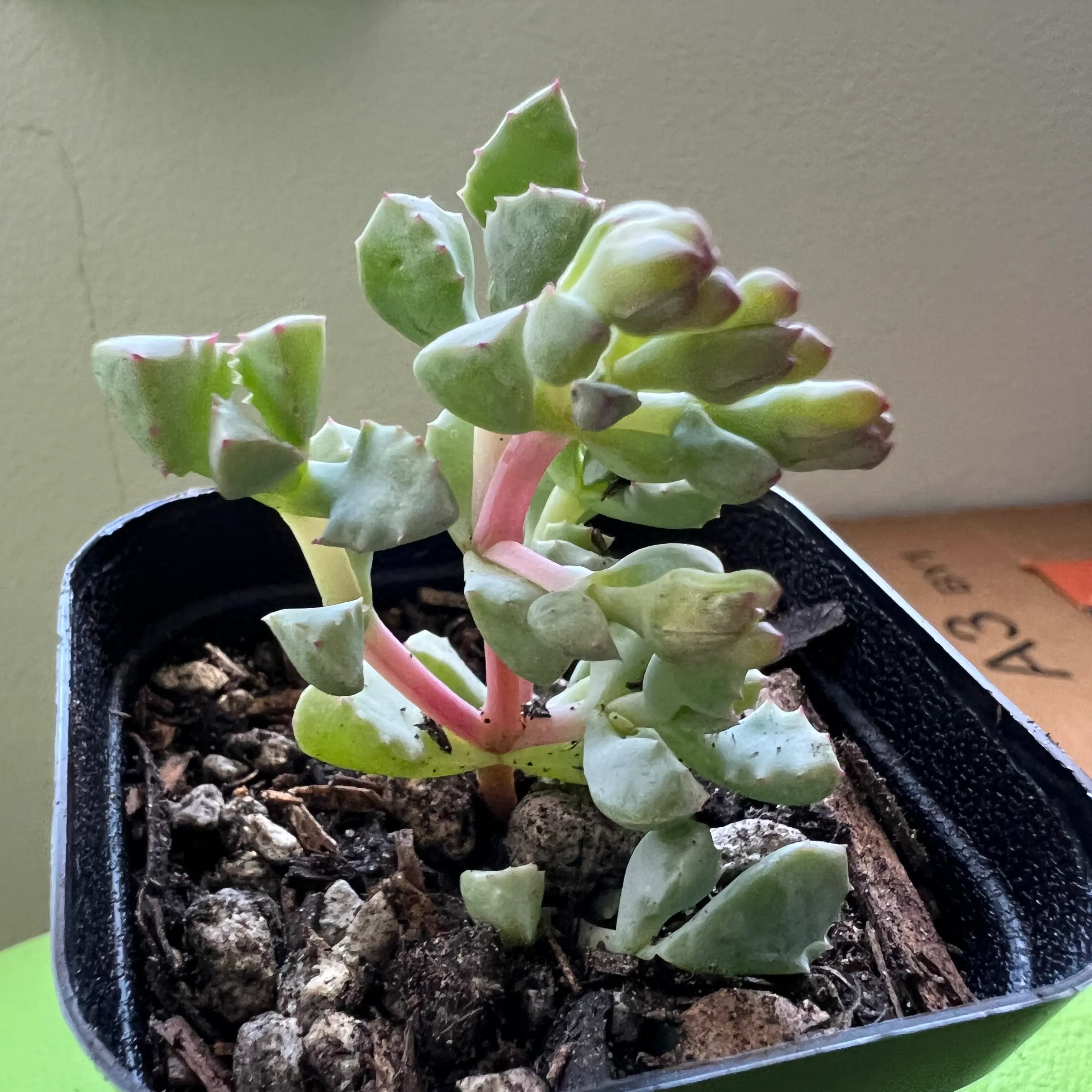 Deltoid-Leaved Dew Plant in a small pot with visible soil, healthy leaves.
