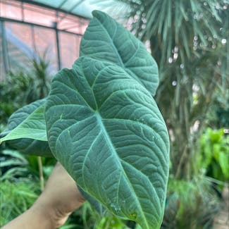 Alocasia 'Maharani' plant in Somewhere on Earth