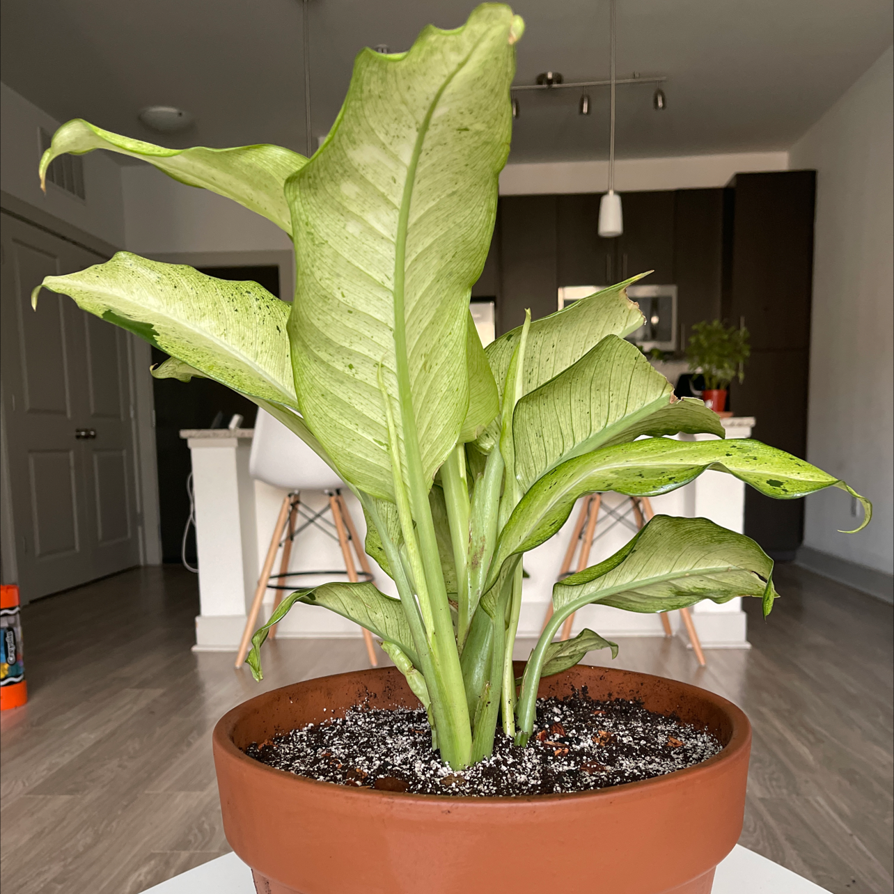 Dieffenbachia plant photo by @Steeze365daily named Camoflauge Dieffenbachia on Greg, the plant care app.