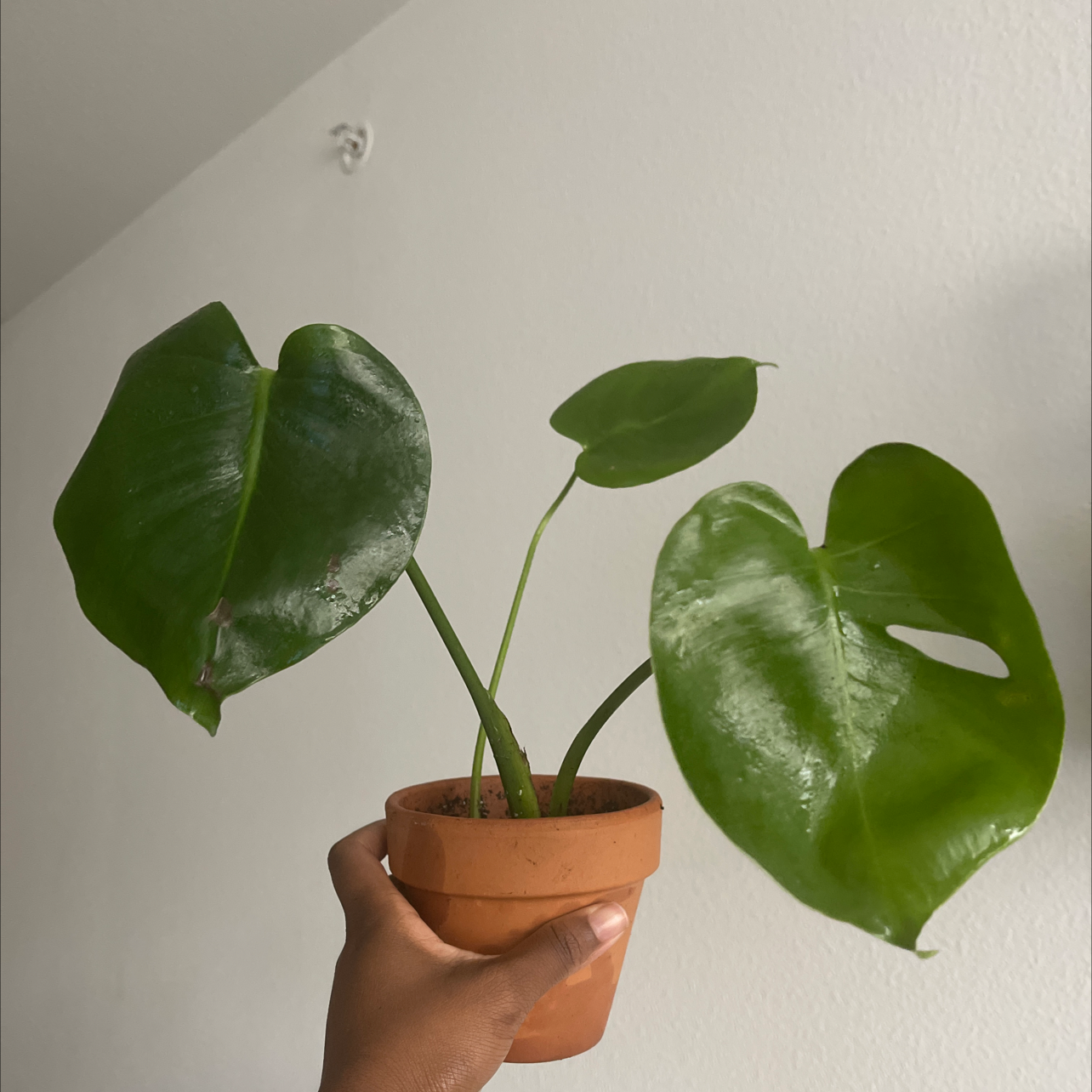 Monstera plant photo by @Steeze365daily named Your plant on Greg, the plant care app.