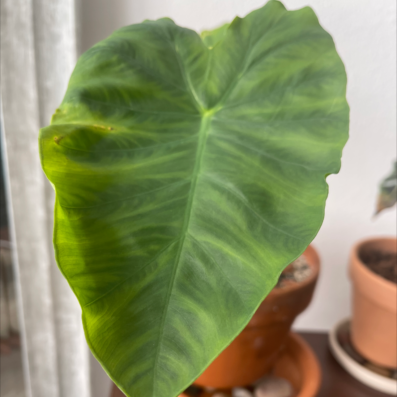 Taro plant photo by @Steeze365daily named Your plant on Greg, the plant care app.