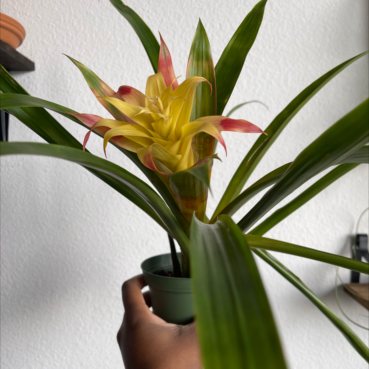 Bromeliad plant with green leaves and a yellow-red flower, held by a hand.