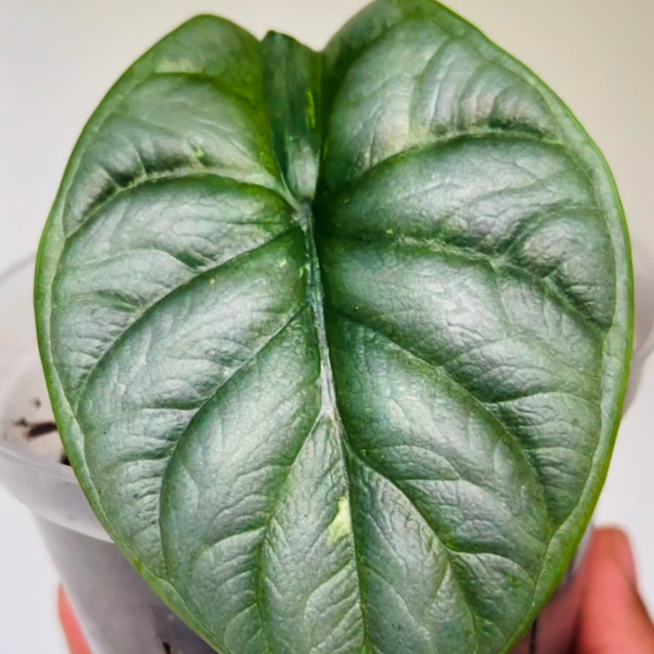 Close-up of a healthy Silver Dragon plant leaf in a pot with visible soil.