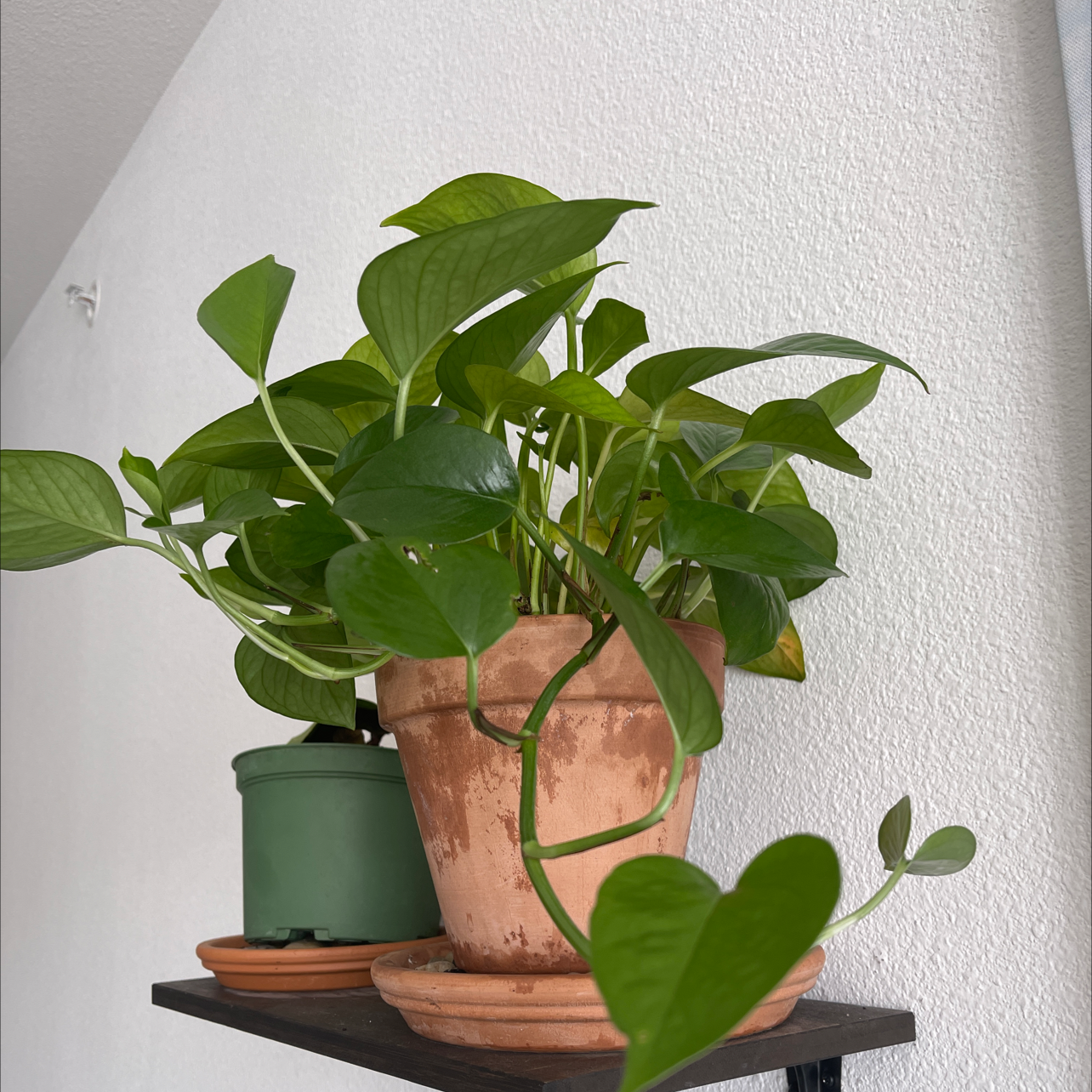 Photo of the plant species Golden Pothos by @Steeze365daily named Your plant on Greg, the plant care app