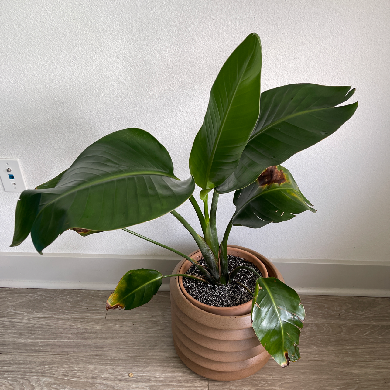 White Bird of Paradise plant photo by @Steeze365daily named Big Bird on Greg, the plant care app.