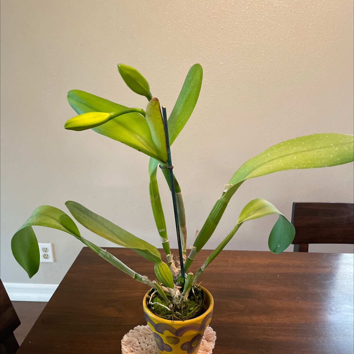 Plant care for Cattleya on Greg, the plant care app