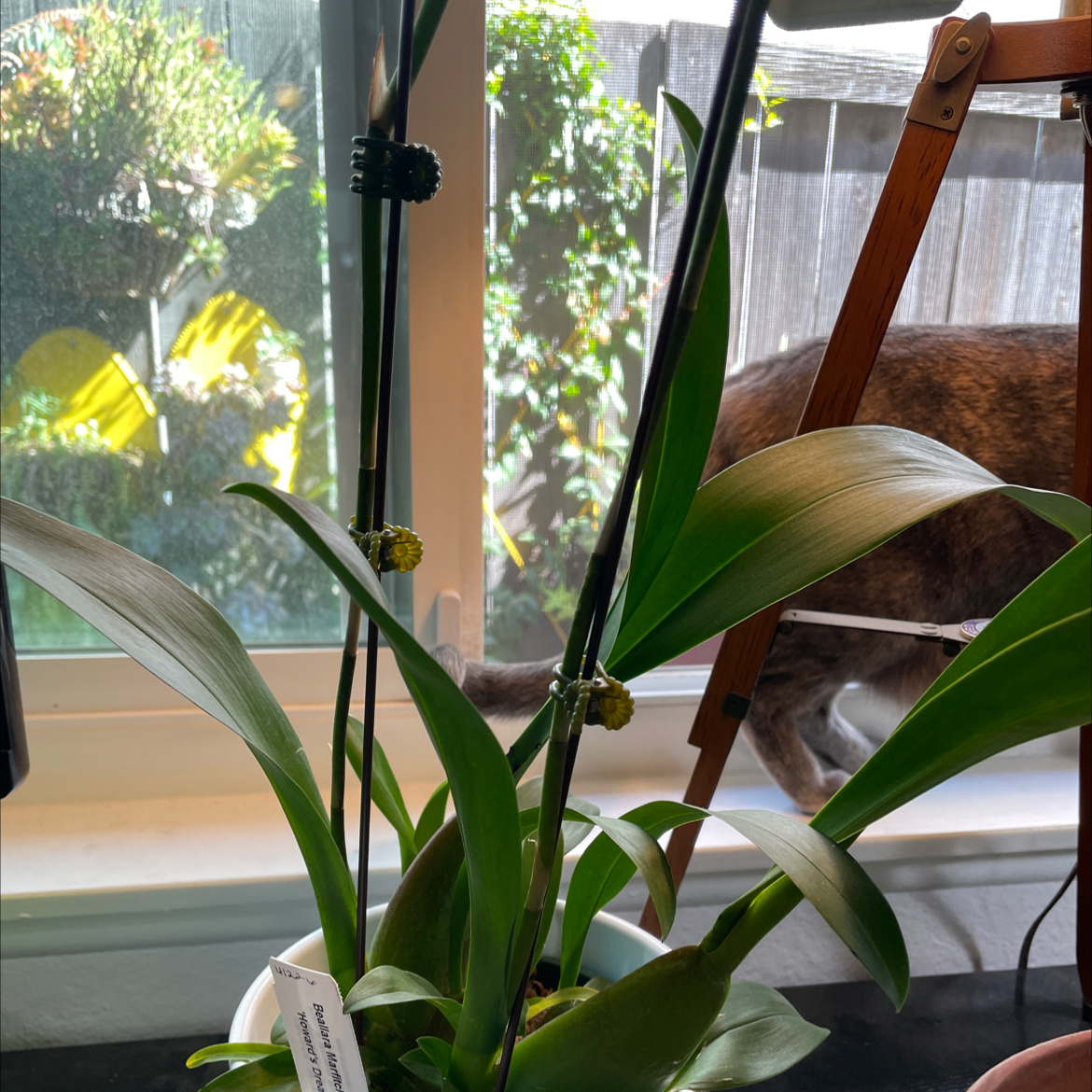 Plant care for Beallara Orchid on Greg, the plant care app