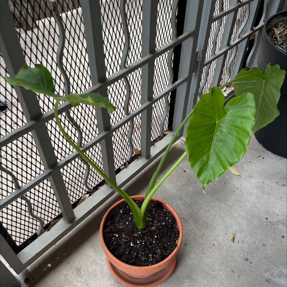 Potted Giant Taro plant with large green leaves, healthy appearance.