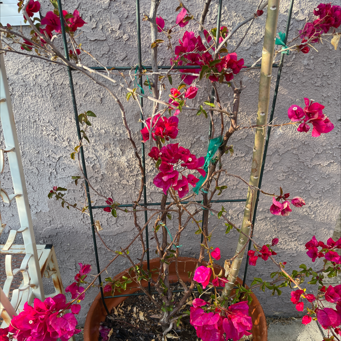 Photo of the plant species Lesser Bougainvillea by @Dtoured named Kylie on Greg, the plant care app