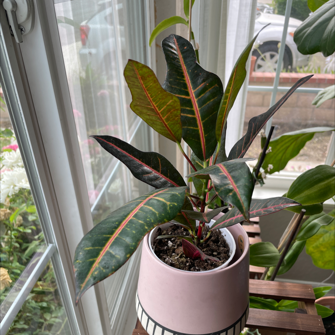 Gold Dust Croton plant in a pink pot near a window with healthy green leaves.