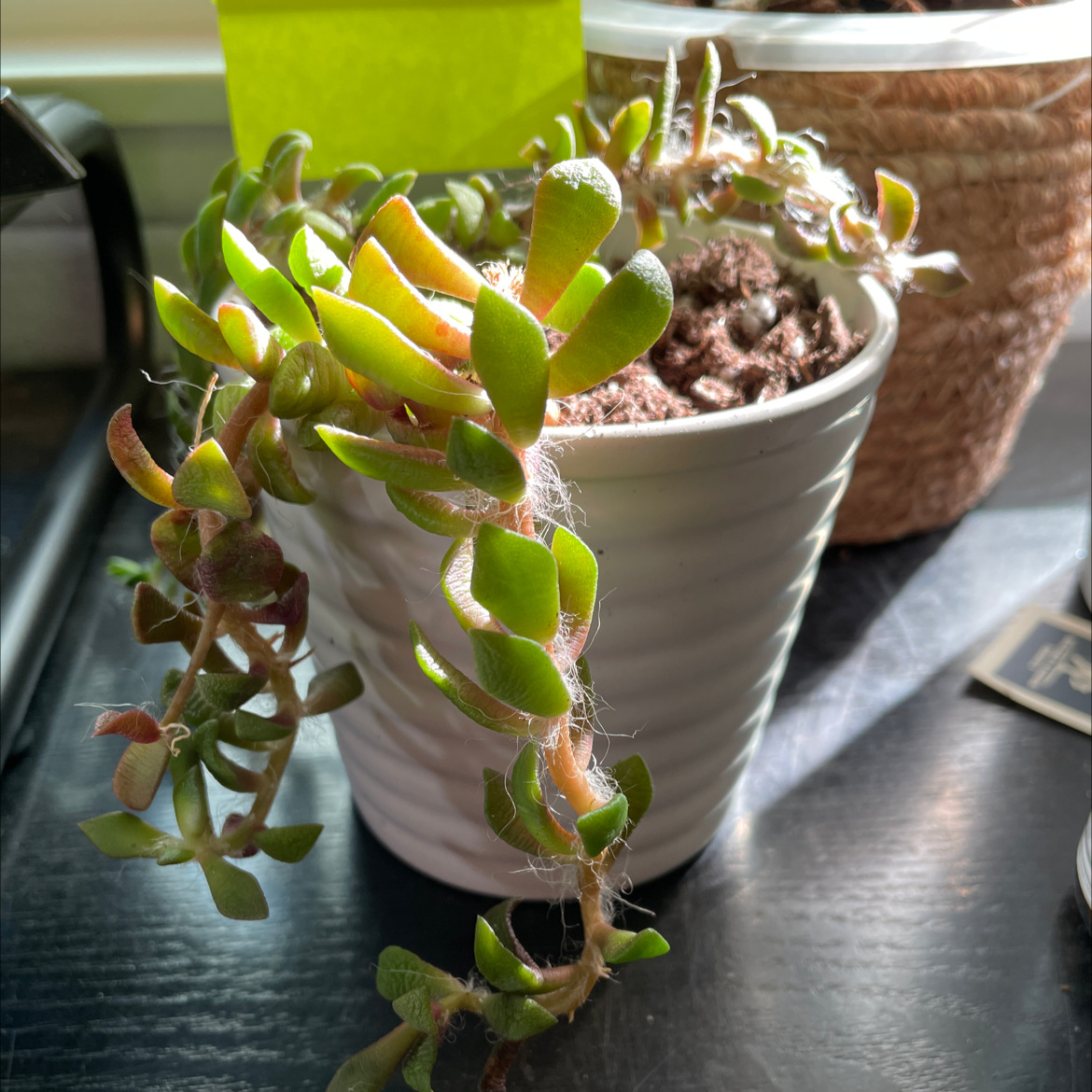 Photo of the plant species Anacampseros retusa by @Dtoured named Dax on Greg, the plant care app