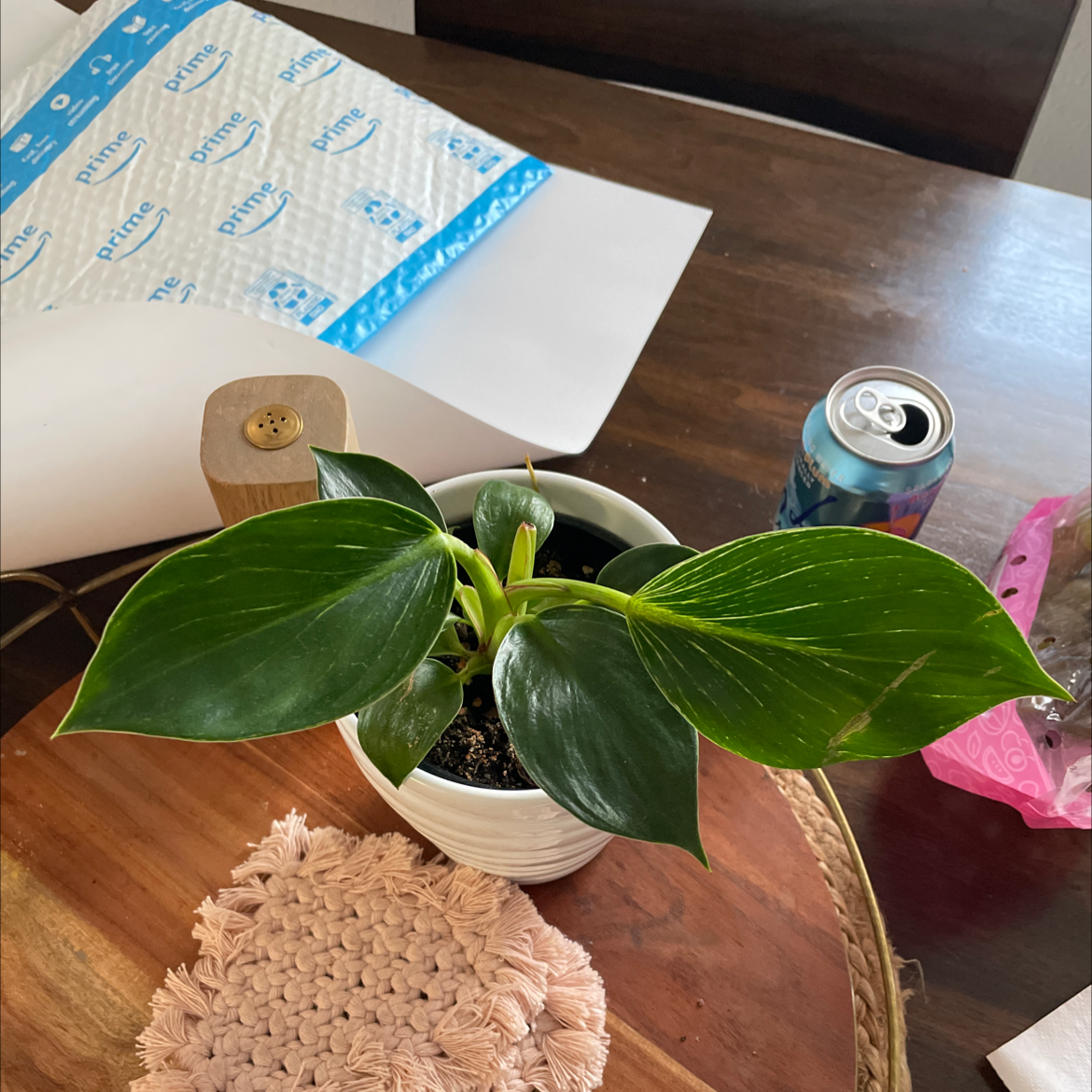 Photo of the plant species Pep. Maculosa by @Dtoured named Xena on Greg, the plant care app