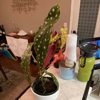 Polka Dot Begonia plant in Chino, California