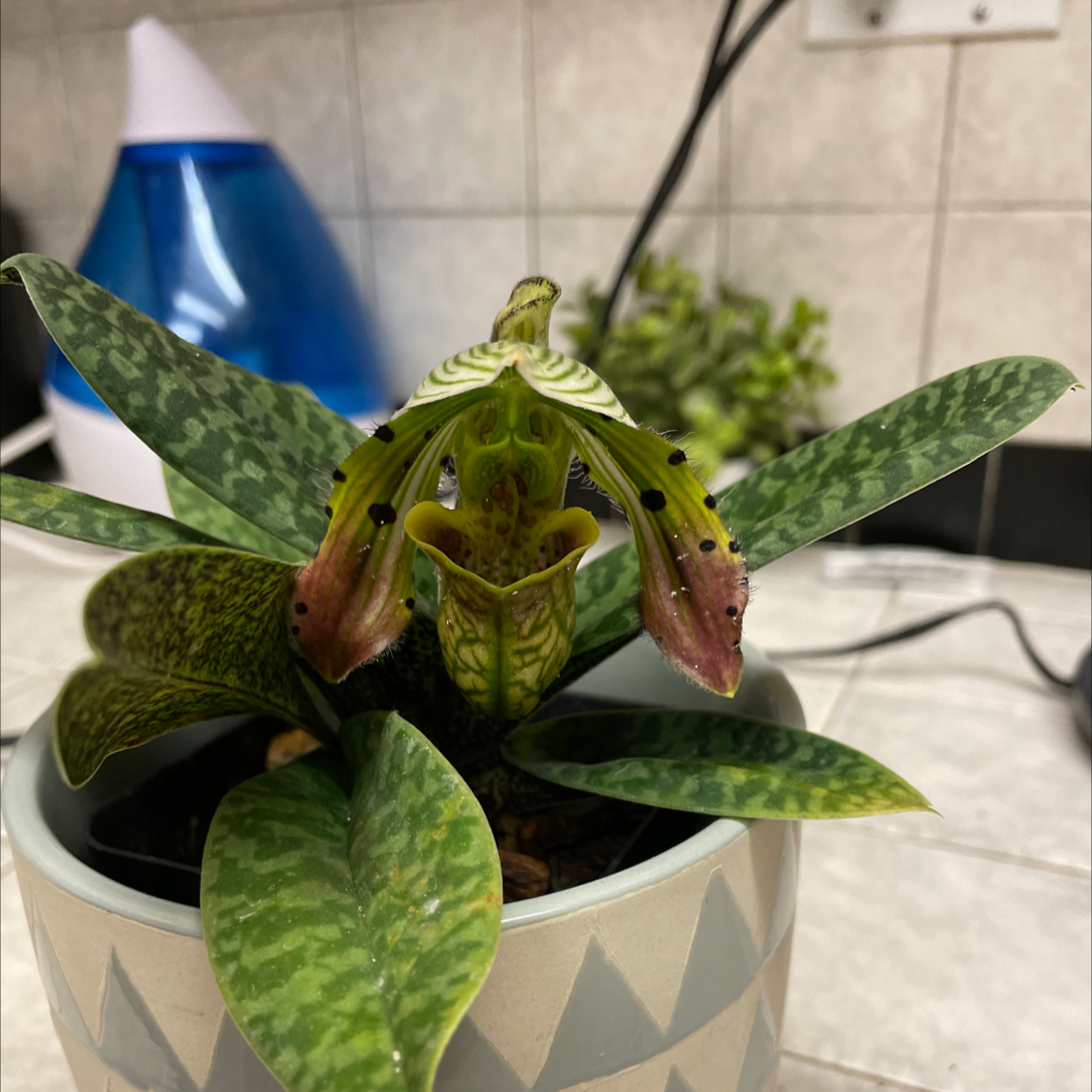 Photo of the plant species Paphiopedilum venustum by @Dtoured named Morgan Treeman on Greg, the plant care app