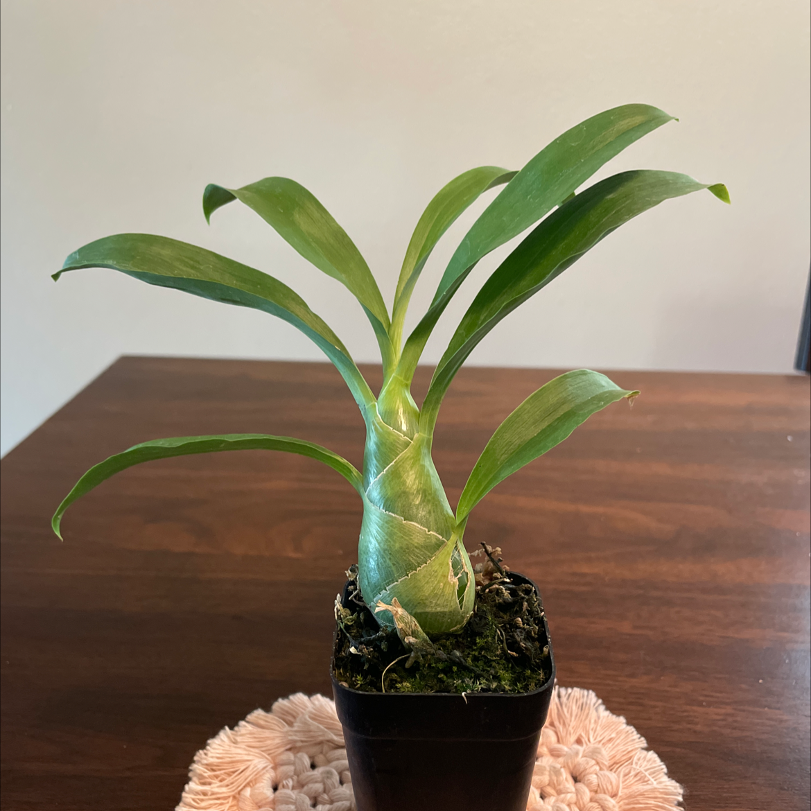 Plant care for Millennium Magic on Greg, the plant care app
