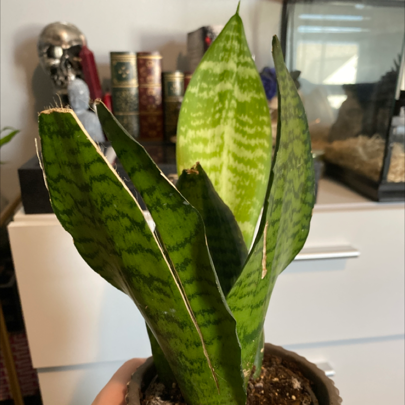 Snake Plant plant photo by @annawade named Rosa on Greg, the plant care app.