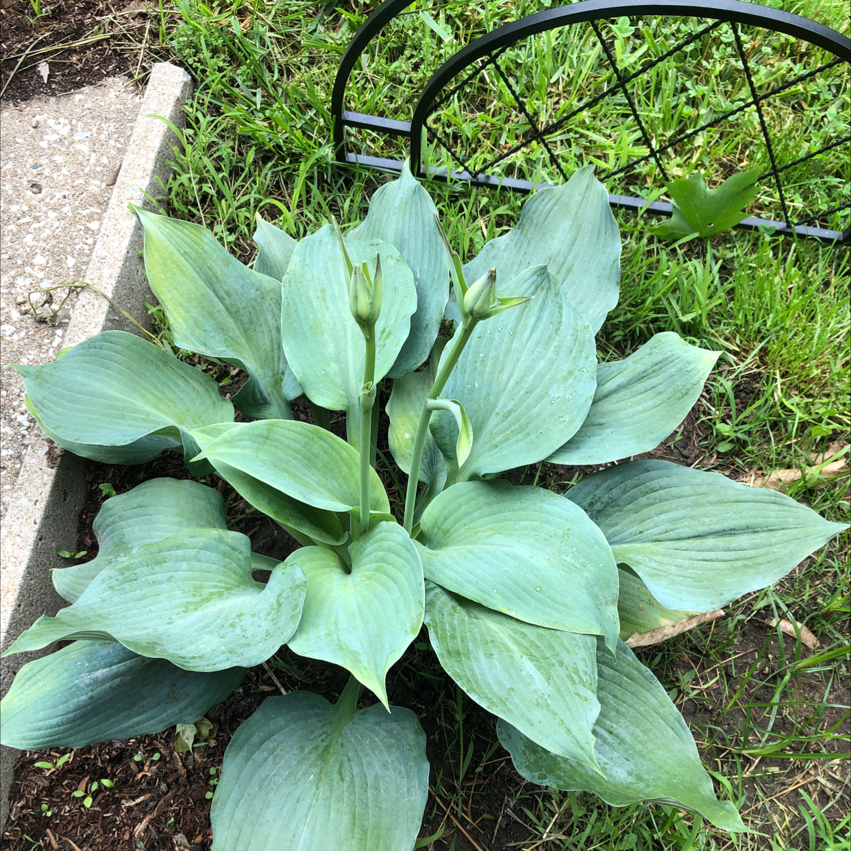 Healthy Siebold's Plantain Lily with broad green leaves, well-framed and in focus.