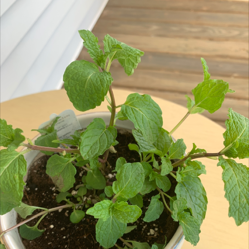 A healthy Apple Mint plant in a pot with visible soil, well-framed and in focus.