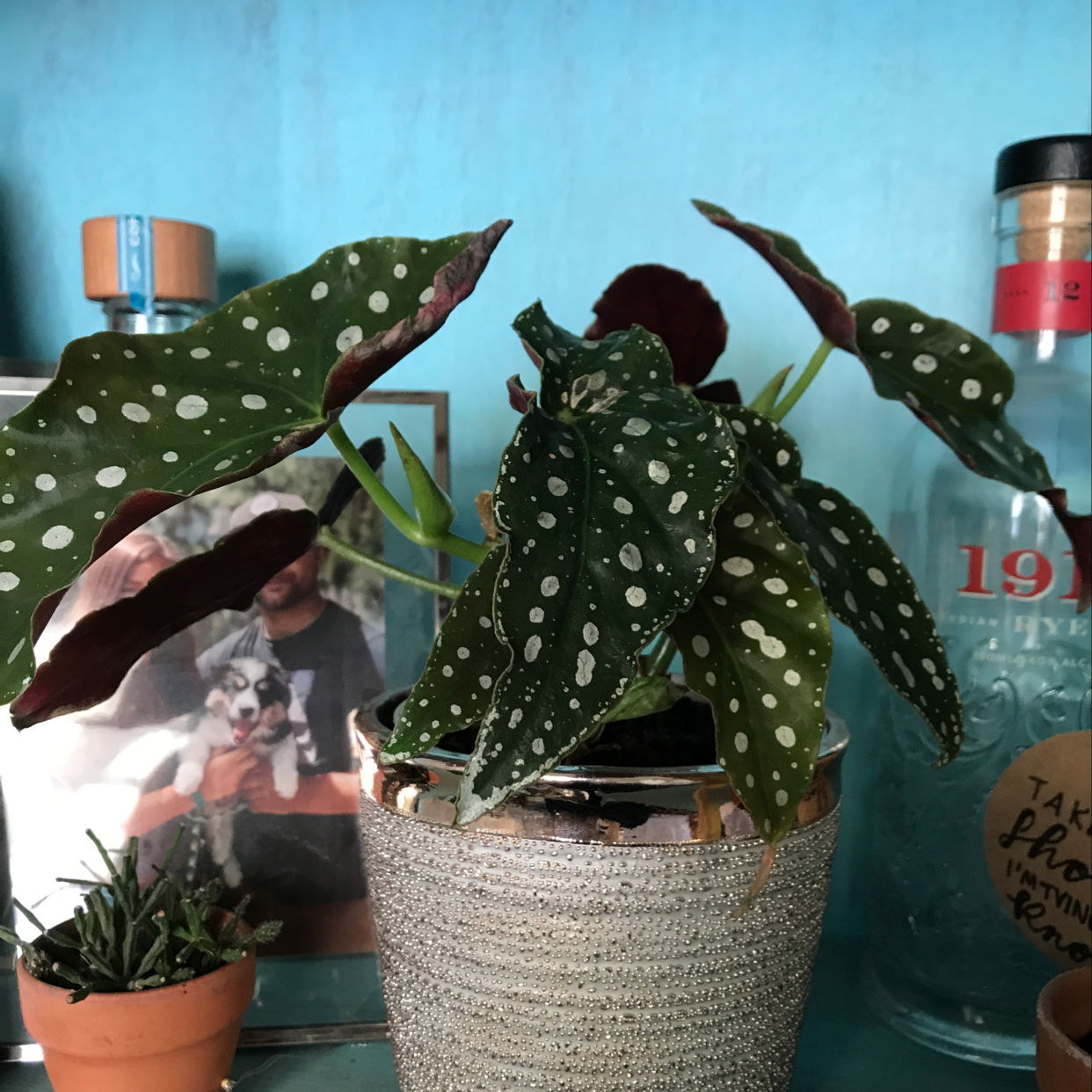 Polka Dot Begonia with white spots on leaves in a decorative pot on a shelf.