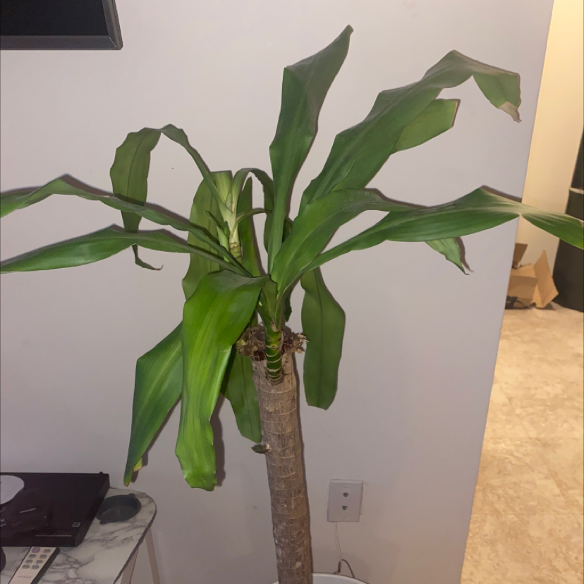 Cornstalk Dracaena plant photo by @ammarin named What is wrong with you on Greg, the plant care app.