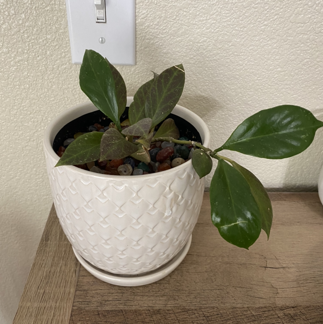 Hoya 'Sunrise' plant in a white pot with green leaves, placed on a wooden surface.