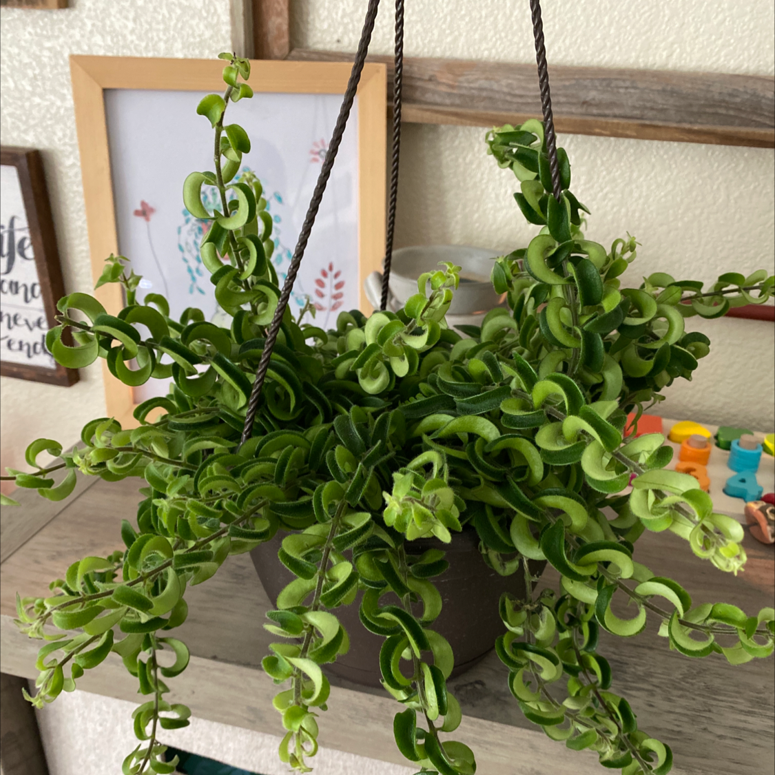 Twisted Lipstick Plant in a hanging pot with vibrant green leaves.