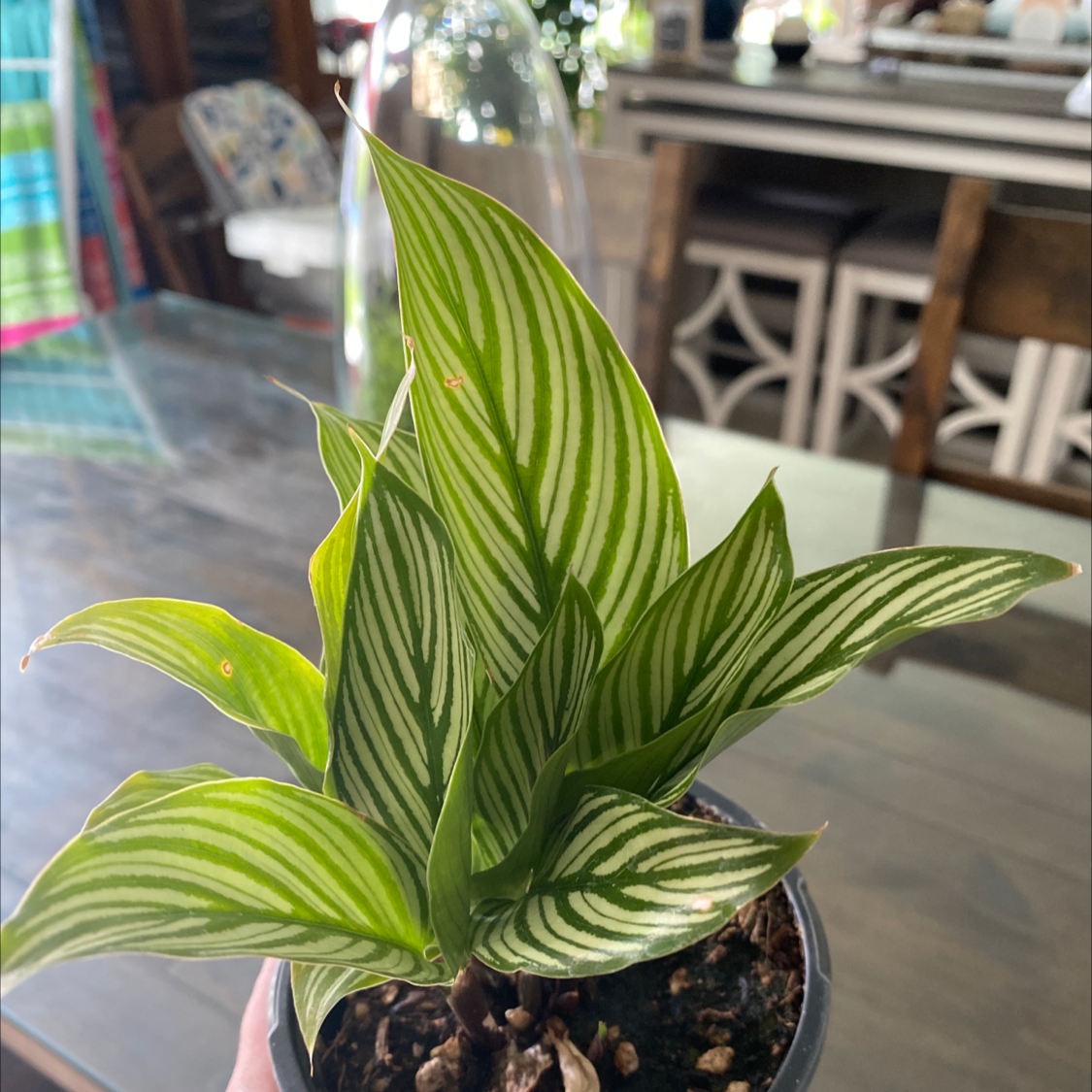 Calathea Vittata plant with white-striped leaves in a pot, healthy and well-framed.