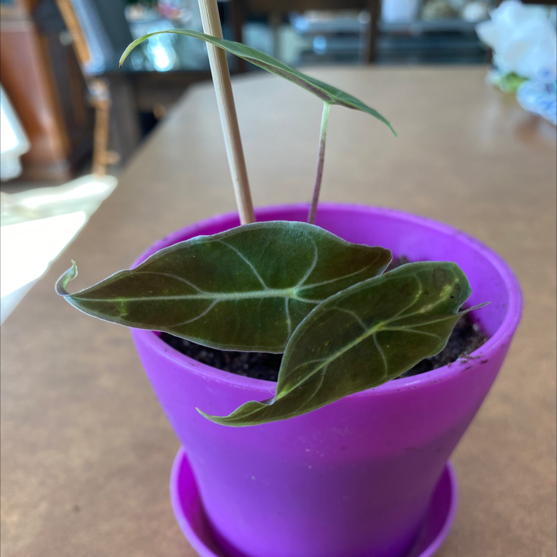 Alocasia longiloba plant in a purple pot with dark green leaves and white veins.