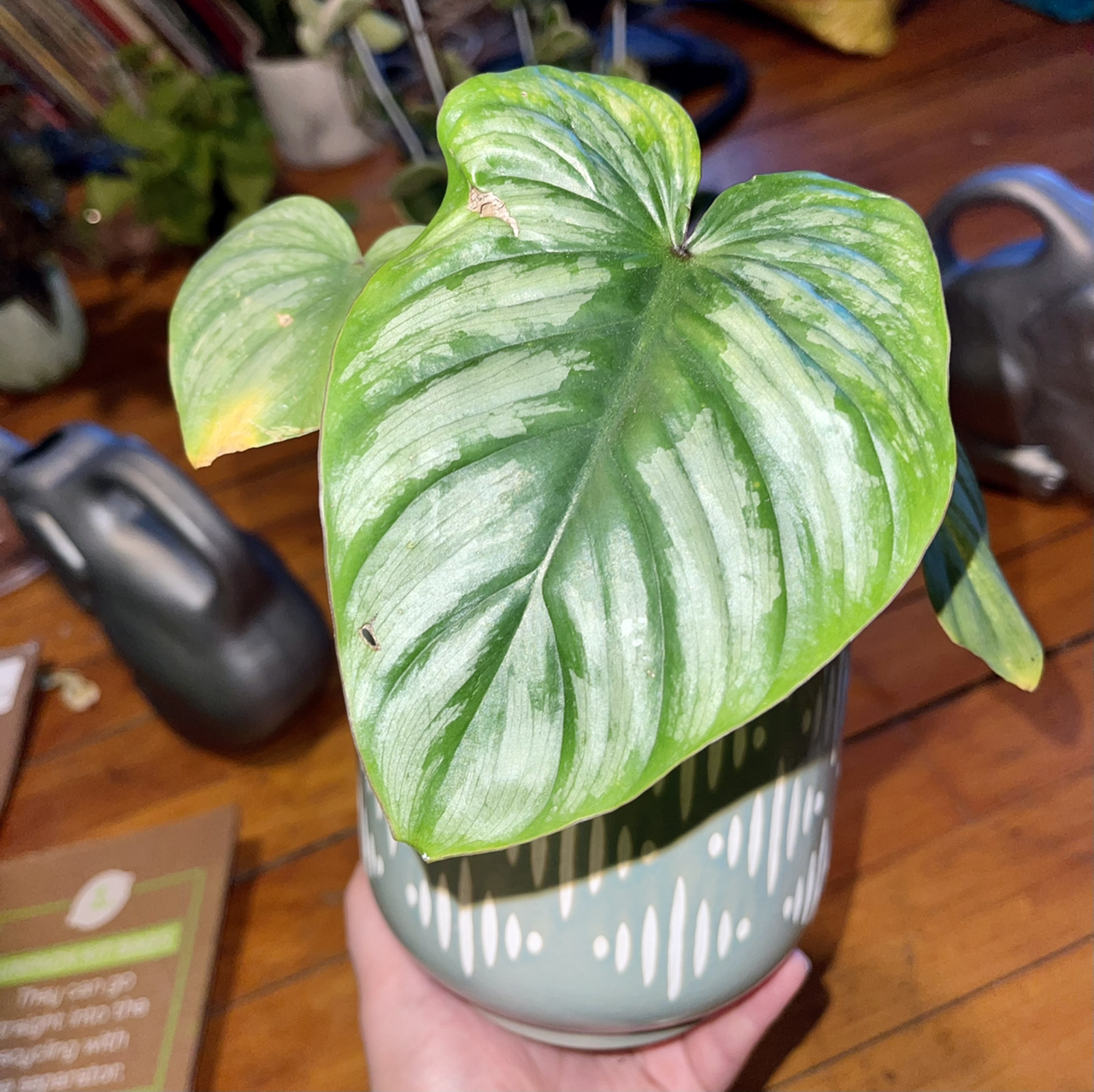 Philodendron mamei plant with large, heart-shaped leaves in a decorative pot, minor yellowing and browning visible.