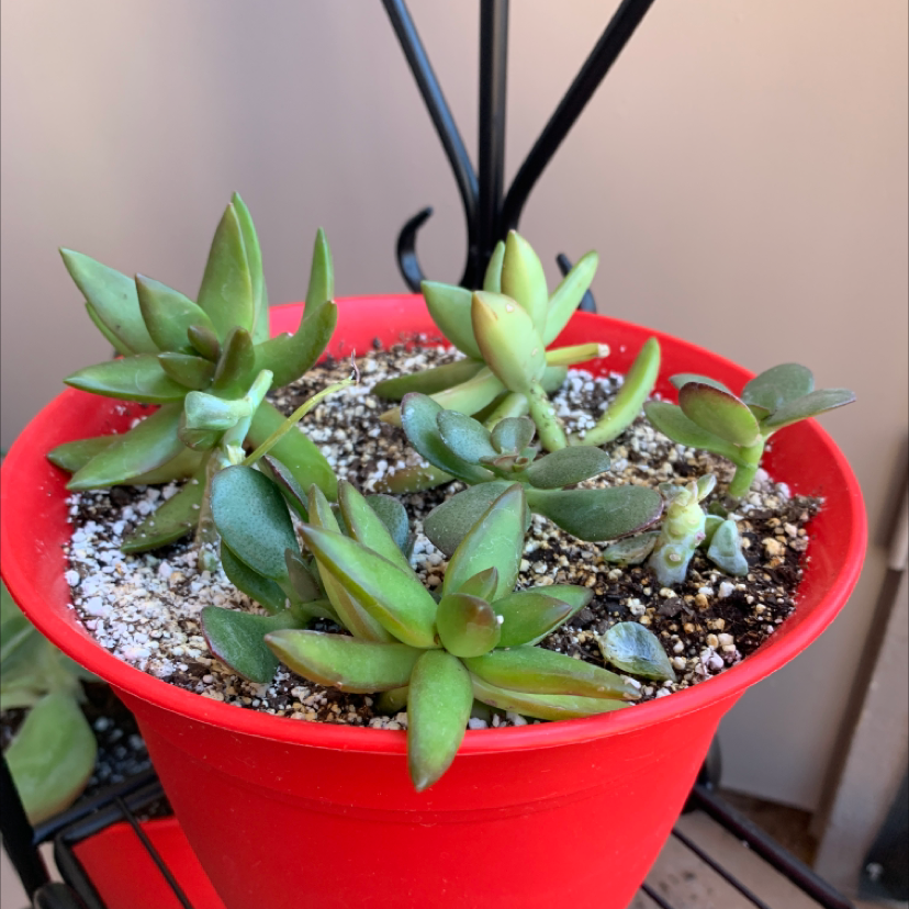 String of Buttons plant photo by @SunflowerStacy named Spike on Greg, the plant care app.