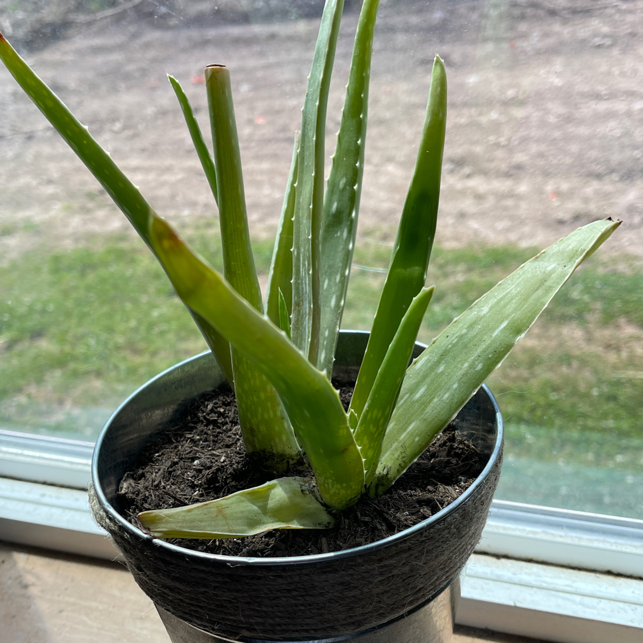 Aloe vera plant photo by @piercewallbaum named Ali on Greg, the plant care app.
