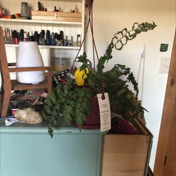 Christmas Fern plant