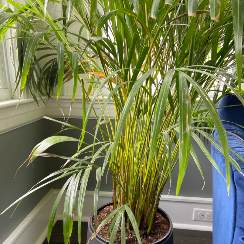 A healthy cat palm houseplant with lush green fronds, potted in a blue ceramic container on a window sill.